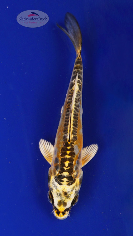 Fish 101, 3-4 inches [PW-T4-101]