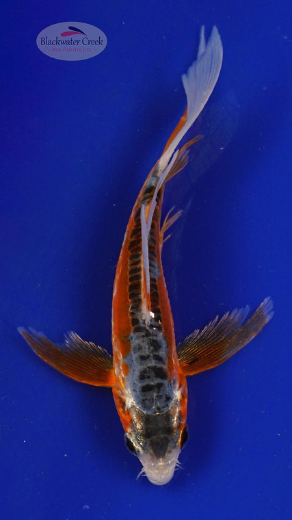 Fish 103, 3-4 inches [PW-T4-103]
