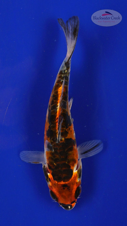 Fish 106, 3-4 inches [PW-T4-106]