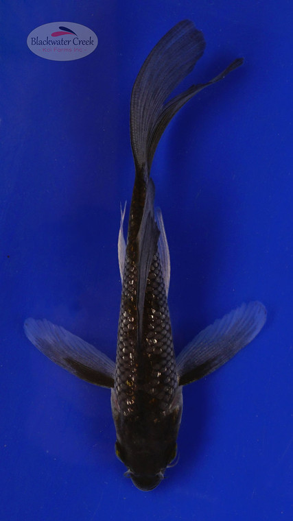 Fish 107, 3-4 inches [PW-T4-107]