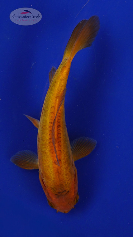 Fish 110, 3-4 inches [PW-T5-110]