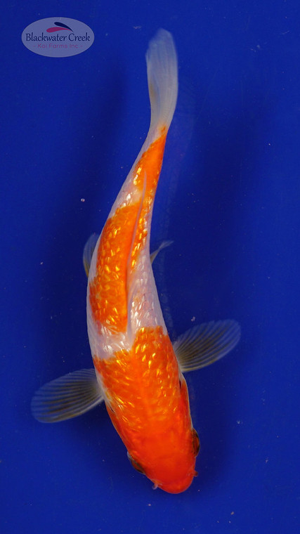 Fish 112, 3-4 inches [PW-T5-112]