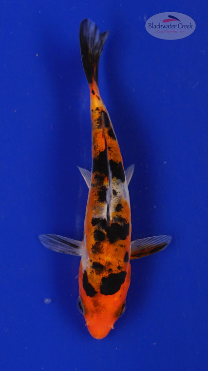Fish 114, 3-4 inches [PW-T5-114]