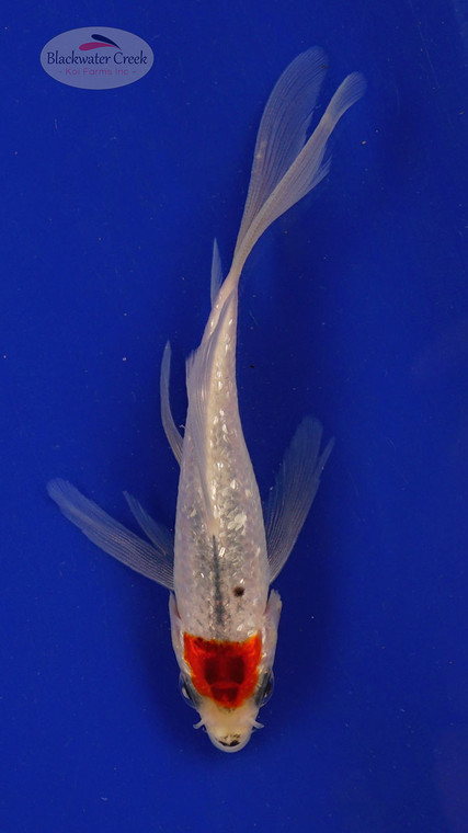 Fish 115, 3-4 inches [PW-T5-115]