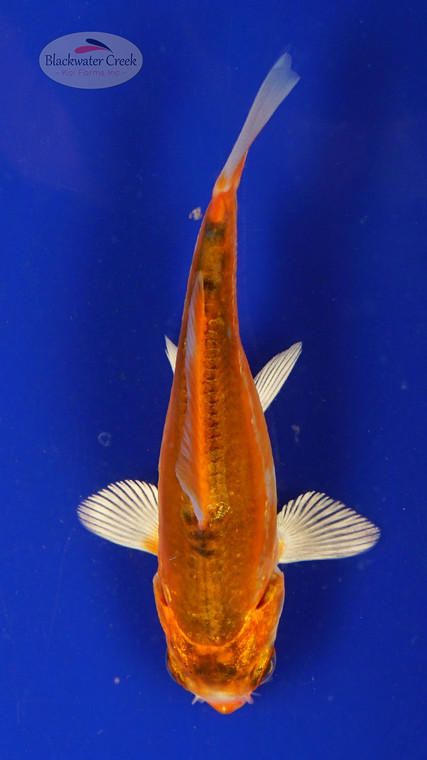 Fish 123, 3-4 inches [PW-T5-123]