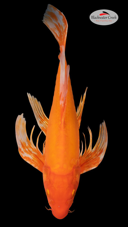 Orenji 16 inches [EA3-4226-2]