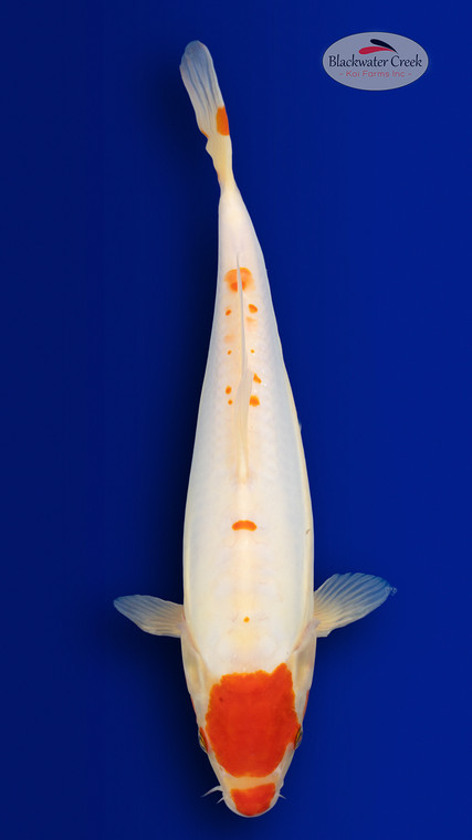 Tancho Kohaku 15 inches [EA3-4226-7]