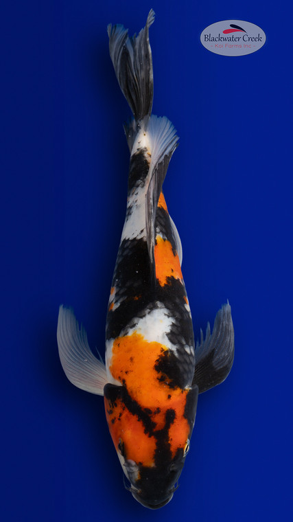 Showa 15 inches [EA3-4226-12]