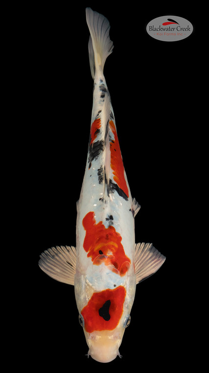 Heisei Nishiki 13 inches [EA6-4226-18]