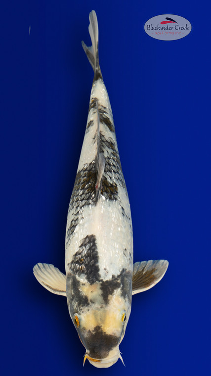 Shiro Utsuri 14 inches [EA6-4226-22]