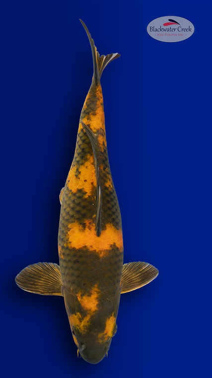 Pumpkin Utsuri 14 inches [EB1-4226-23]