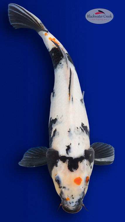 Showa 20 inches [EB1-4226-24]