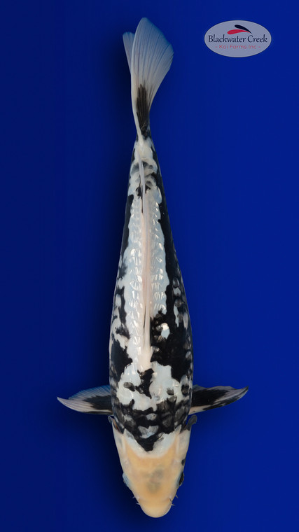 Kumonryu 18 inches [EB1-4226-25]