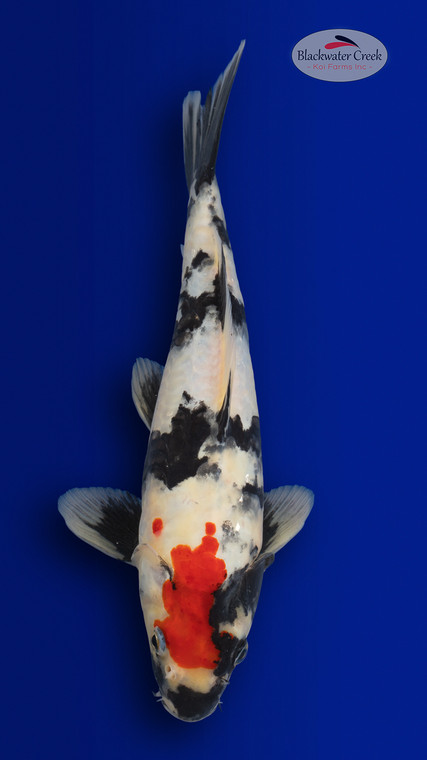 Showa 13 inches [EB1-4226-26]