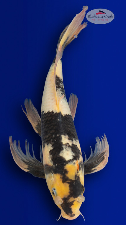 Shiro Utsuri 17 inches [EB1-4226-28]