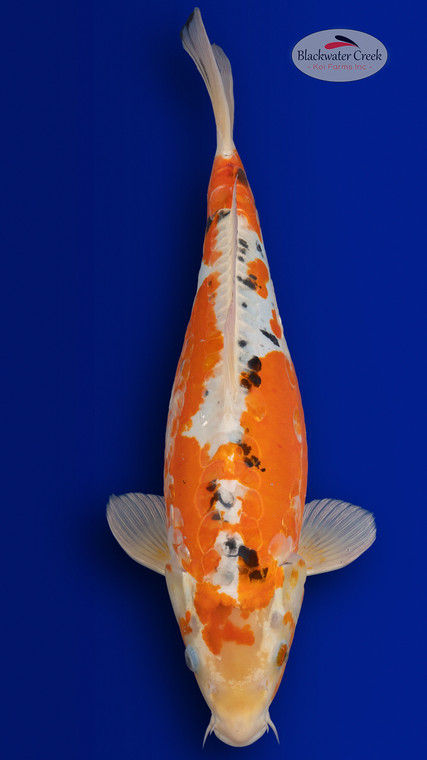 Heisei Nishiki 20 inches [EB1-4226-30]