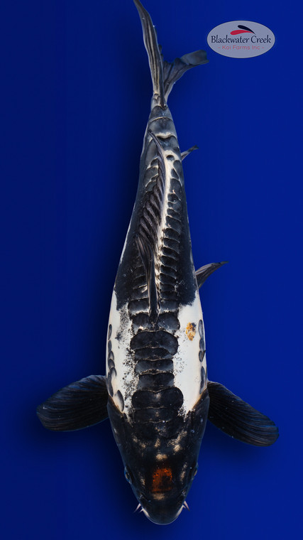 Stunningly Unique 12 inches [EB1-4226-51]