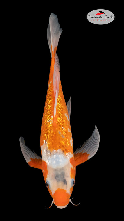 Asagi 15 inches [EB5-4226-35]