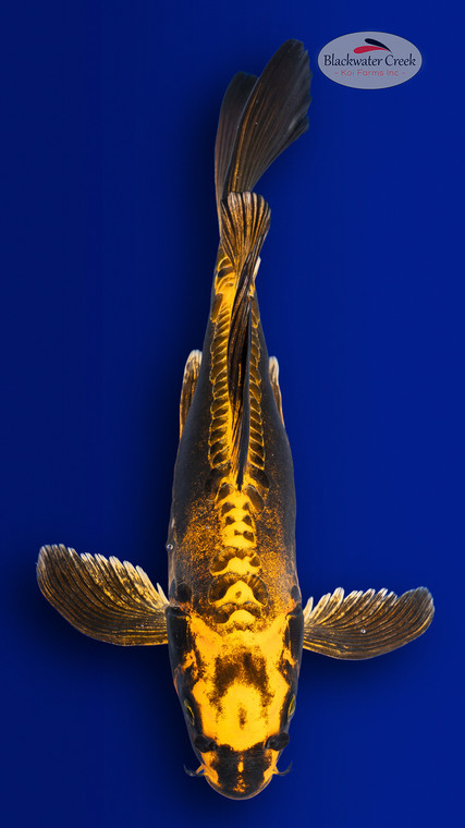 Kin Kikokuryu 13 inches [EB6-4226-41]