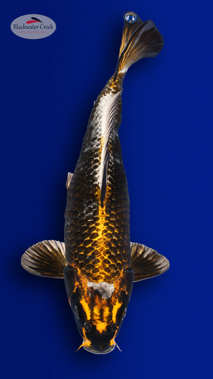 Kujaku 14 inches [EB6-4226-42]