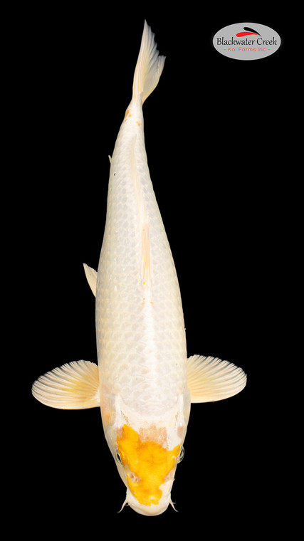 Hariwake 15 inches [EB6-4226-48]