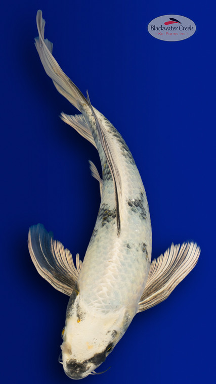 Shiro Utsuri 15 inches [EB7-4226-58]