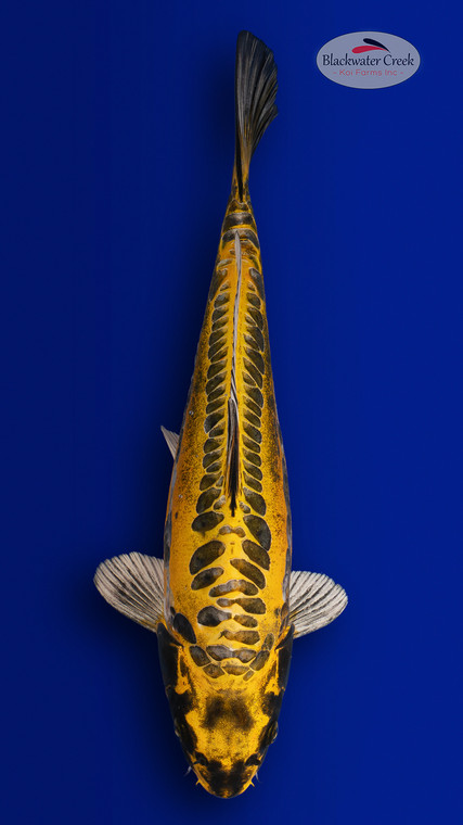 Kin Kikokuryu 13 inches [EB7-4226-59]