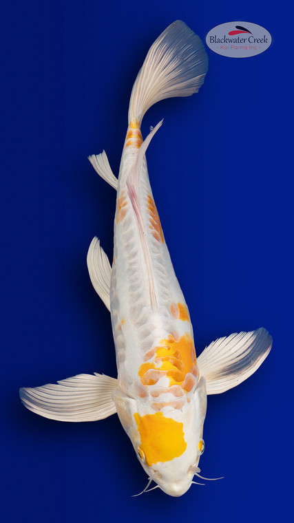 Doitsu Hariwake 15 inches [EB7-4226-61]