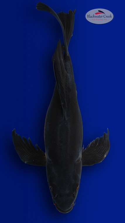 Karasu 17 inches [EB11-4226-72]