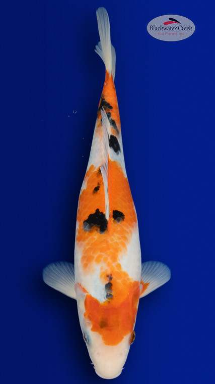 Sanke 13 inches [EB11-4226-74]