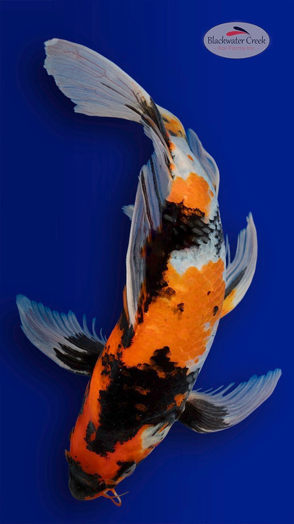 Showa 15 inches [EB11-4226-75]