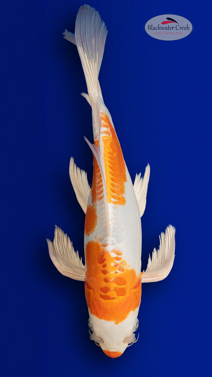 Doitsu Hariwake 14 inches [EB11-4226-76]