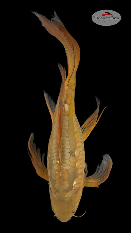 Doitsu Chagoi 16 inches [EB11-4226-79]