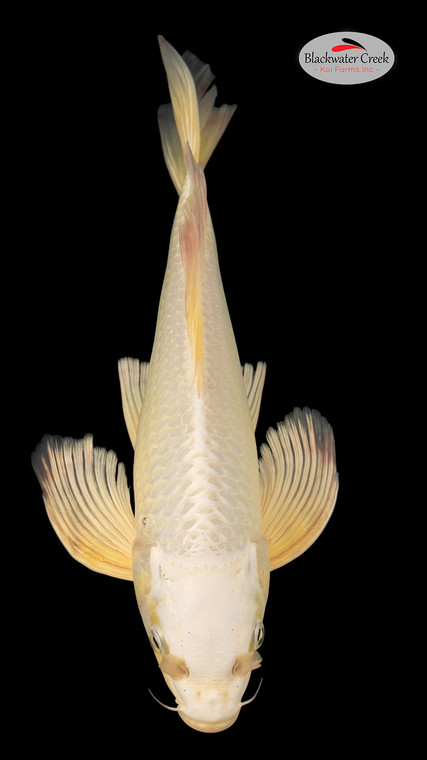 Platinum 15 inches [EC3-4226-82]