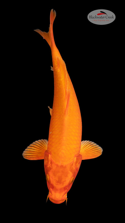 Orenji 14 inches [EC3-4226-85]