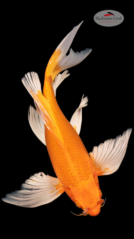 Orenji 15 inches [EC3-4226-86]