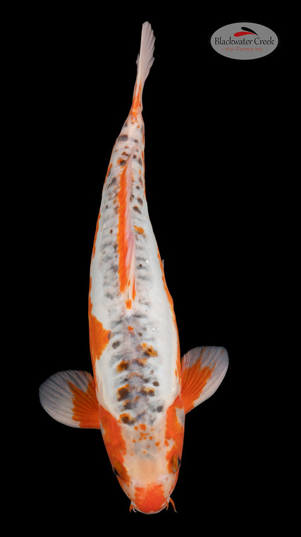 Shusui 17 inches [EC3-4226-88]