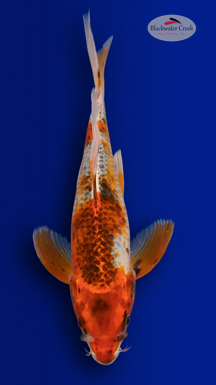 Goromo 14 inches [EC3-4226-89]