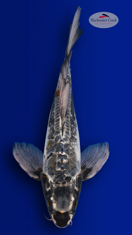 Kumonryu 15 inches [EC3-4226-90]