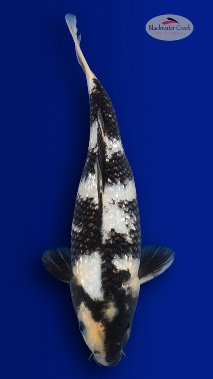 Shiro Utsuri 13 inches [EC8-4226-93]