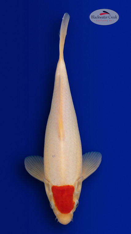 Tancho 13 inches [EC8-4226-95]