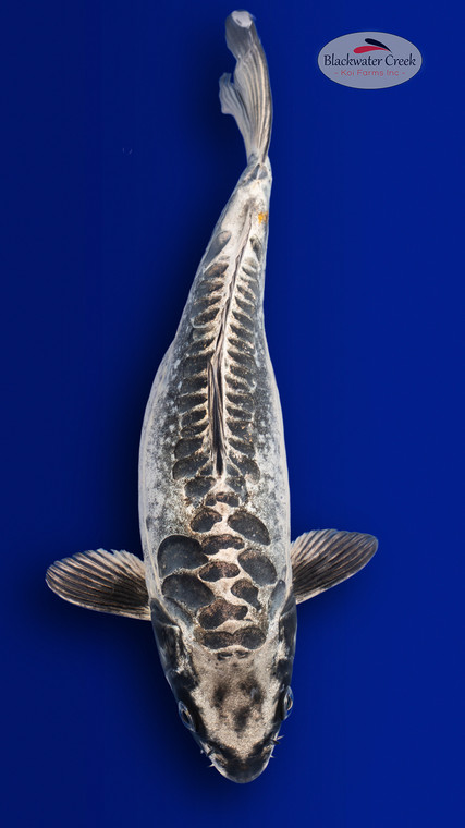 Kikokuryu 12 inches [EC8-4226-97]