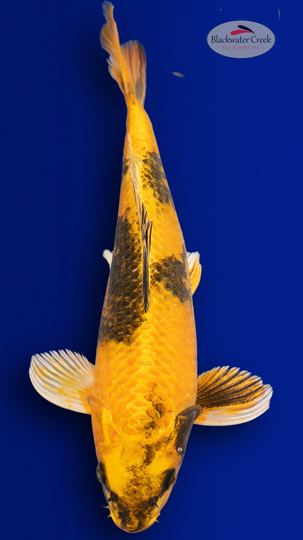 Kin Ki Utsuri 14 inches [EC8-4226-98]