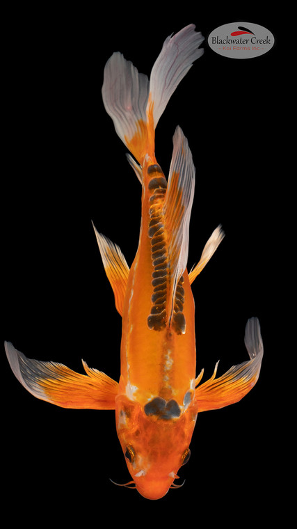 Shusui 13 inches [EC8-4226-99]