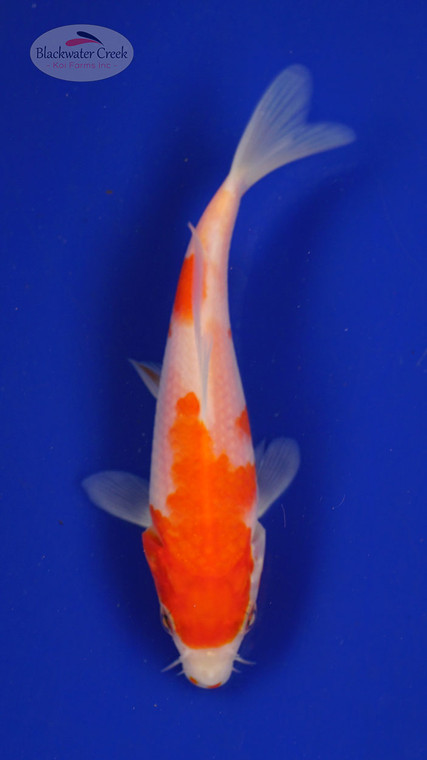 Fish 124, 3-4 inches [PW-T6-124]