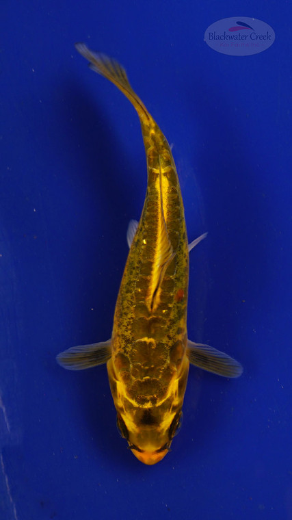 Fish 126, 3-4 inches [PW-T6-126]