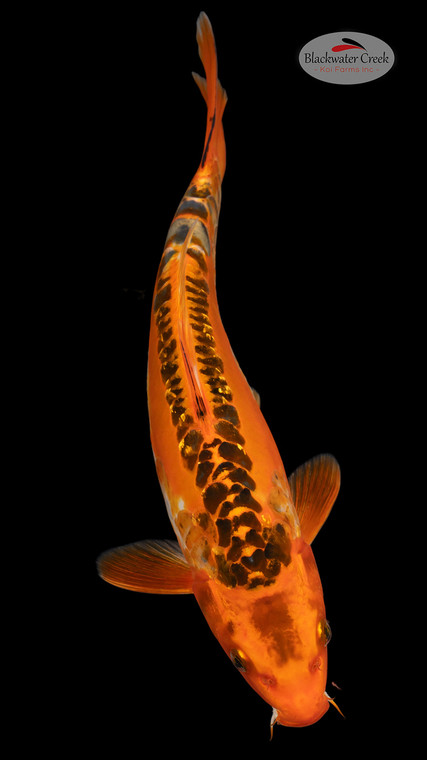 Shusui 13 inches [EC8-4226-100]