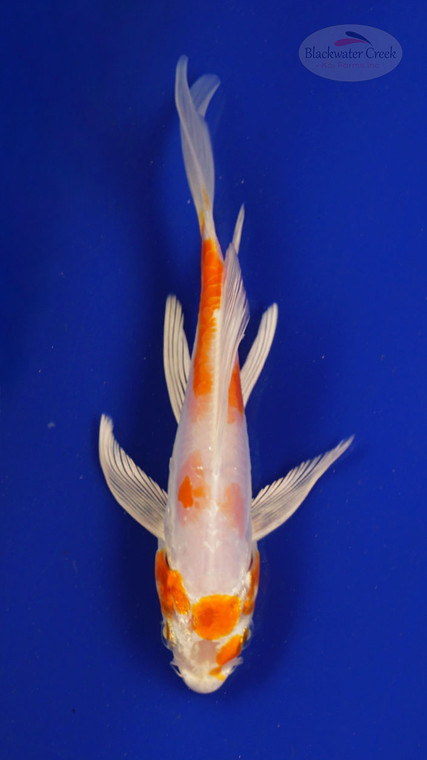 Fish 127, 3-4 inches [PW-T6-127]