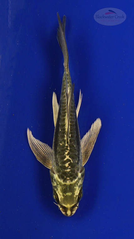 Fish 128, 3-4 inches [PW-T6-128]