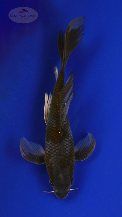 Fish 129, 3-4 inches [PW-T6-129]